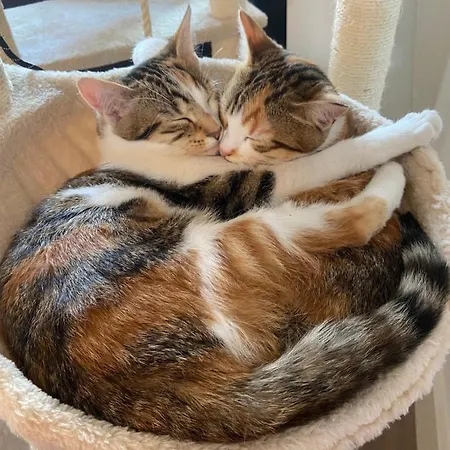 Tiny Attic On The Herengracht, Private Ubytování v soukromí *